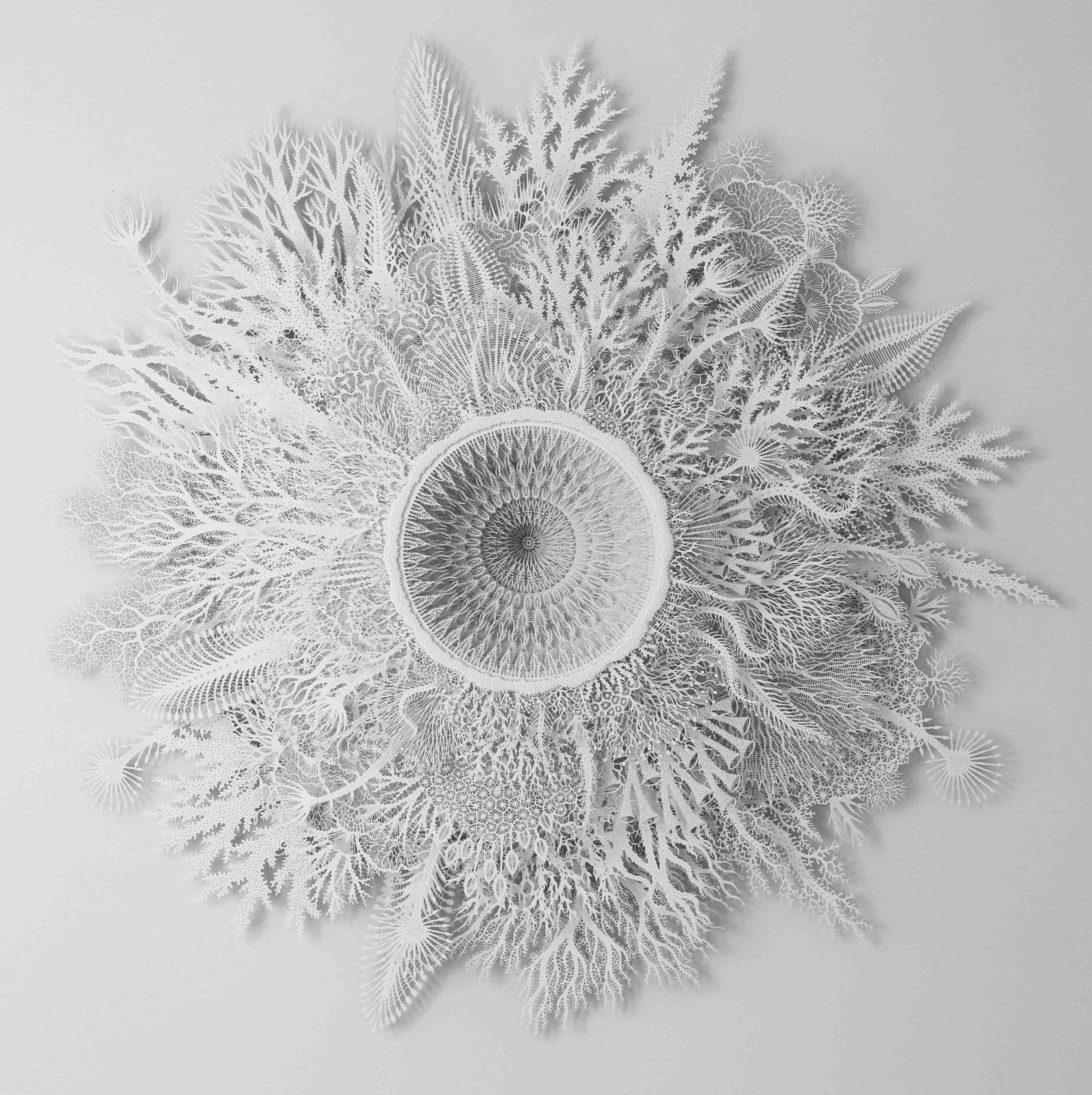 Coral Ghost variation