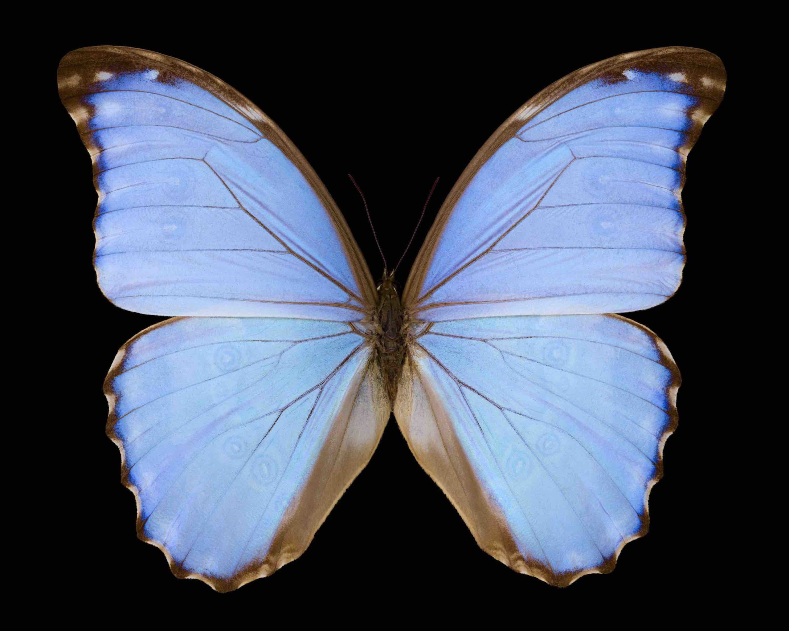 Morpho godarti lachaumei