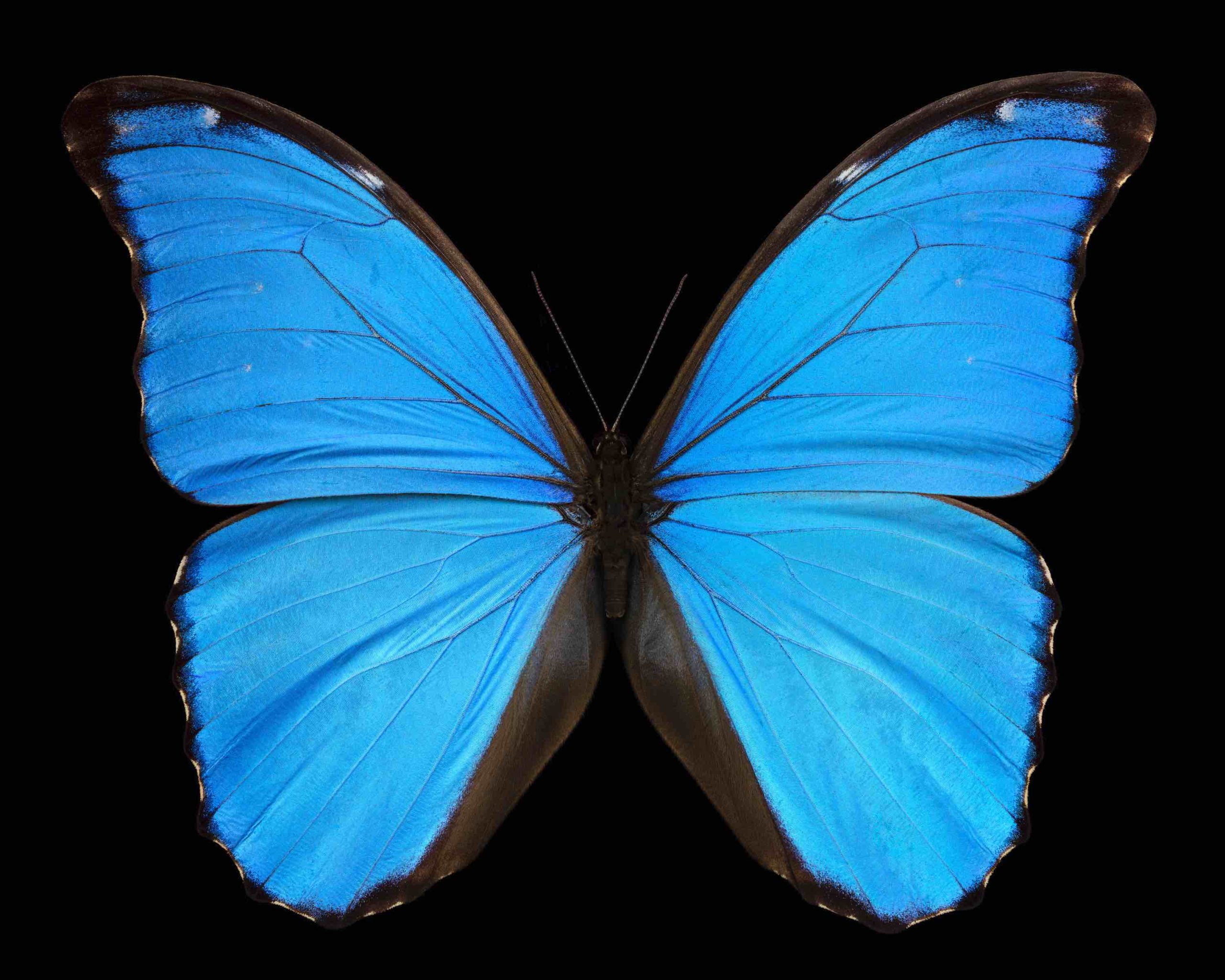 Morpho godarti tingomariensis